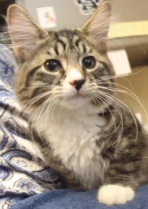 This young male domestic medium hair mix cat is in cat room kennel No. 34c, ID No. 2634. Photo courtesy of Lake County Animal Care and Control. 34cgraytabbycuteguy