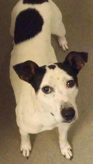 This 1-year-old female fox terrier mix is in kennel No. 34, ID No. 1676. Photo courtesy of Lake County Animal Care and Control. 34foxterriermix