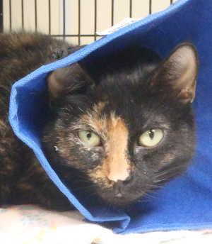 This female domestic short hair mix is in cat room kennel No. 35, ID No. 1780. Photo courtesy of Lake County Animal Care and Control. 35darkcalico