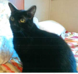 “Mr. B” is an adult domestic short hair mix cat in cat room kennel No. 35, ID No. 1170. Photo courtesy of Lake County Animal Care and Control. 35mrb