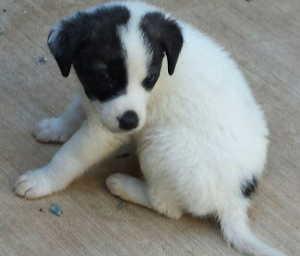 “Dot” is a border collie and pit bull mix puppy in kennel No. 3a, ID No. 674. Photo courtesy of Lake County Animal Care and Control. 3adot