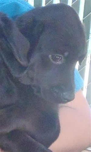 This 11-week-old female Rottweiler-golden retriever mix puppy is in kennel No. 3b, ID No. 40410. Photo courtesy of Lake County Animal Care and Control. 3brotput