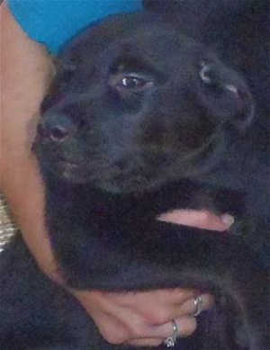 This 11-week-old female Rottweiler-golden retriever mix puppy is in kennel No. 3c, ID No. 40411. Photo courtesy of Lake County Animal Care and Control. 3crotpup