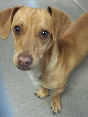 This male dachshund-Chihuahua mix is in kennel No. 3, ID No. 1844. Photo courtesy of Lake County Animal Care and Control. 3dachshund