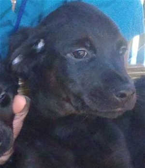 This 11-week-old female Rottweiler-golden retriever mix puppy is in kennel No. 3d, ID No. 40412. Photo courtesy of Lake County Animal Care and Control. 3drotpup