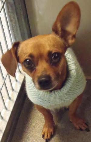 “Joseph” is a male Chihuahua mix in kennel No. 3, ID No. 1609. Photo courtesy of Lake County Animal Care and Control. 3josephchi