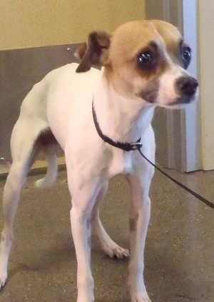 This male Chihuahua mix is in kennel No. 3, ID No. 1486. Photo courtesy of Lake County Animal Care and Control. 3malechimix