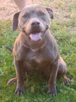 This female pit bull terrier is in kennel No. 3, ID No. 1086. Photo courtesy of Lake County Animal Care and Control. 3pitbullmix