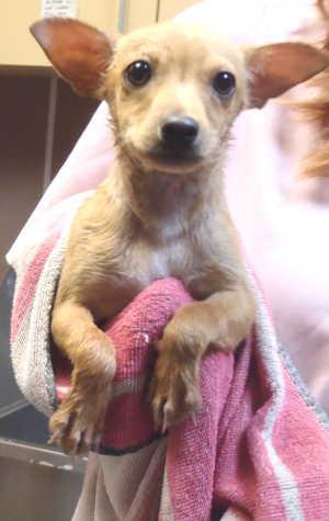 This female terrier mix is in kennel No. 3, ID No. 2599. Photo courtesy of Lake County Animal Care and Control. 3tanterrier2