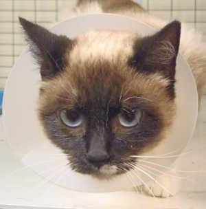This female adult Siamese mix is in cat room kennel No. 41, ID No. 1373. Photo courtesy of Lake County Animal Care and Control. 41adultsiamese