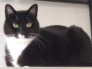 “Chrissy” is a female tuxedo cat in cat room kennel No. 42, ID No. 1768. Photo courtesy of Lake County Animal Care and Control. 42chrissytux