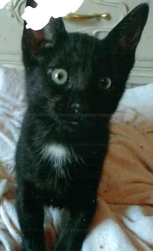“Trippy” is a male domestic short hair mix cat in cat room kennel No. 43b, ID No. 1165. Photo courtesy of Lake County Animal Care and Control. 43btrippy