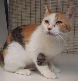 This female domestic short hair mix is in cat room kennel No. 43, ID No. 1745. Photo courtesy of Lake County Animal Care and Control. 43dshmultitab
