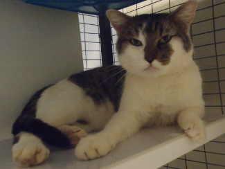 This male adult short hair mix cat is in cat room kennel No. 48, ID No. 1364. Photo courtesy of Lake County Animal Care and Control. 48malecat