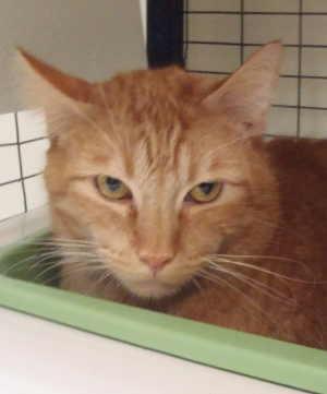 “Tigger” is a male domestic short hair mix in cat room kennel No. 48, ID No. 1764. Photo courtesy of Lake County Animal Care and Control. 48tabbytigger