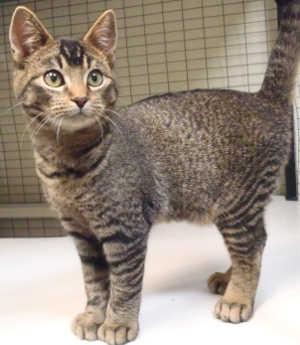 This Abyssinian mix kitten is in cat room kennel No. 49b, ID No. 1607. Photo courtesy of Lake County Animal Care and Control. 49abyssinian