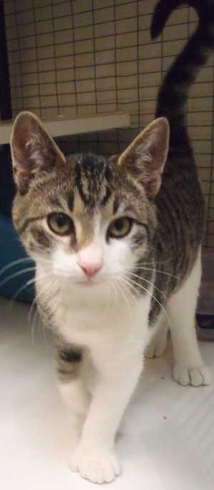 This male domestic short hair mix kitten is in cat room kennel No. 49a, ID No. 1606. Photo courtesy of Lake County Animal Care and Control. 49atabbyandwhite