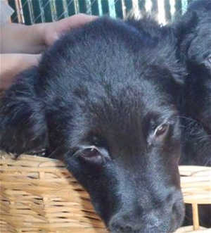 This 11-week-old male Rottweiler-golden retriever mix puppy is in kennel No. 4a, ID No. 40405. Photo courtesy of Lake County Animal Care and Control. 4arotpup