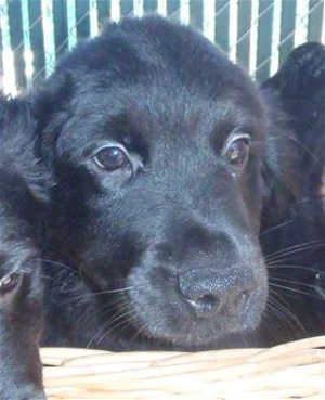 This 11-week-old male Rottweiler-golden retriever mix puppy is in kennel No. 4b, ID No. 40406. Photo courtesy of Lake County Animal Care and Control. 4brotpup