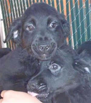 These 11-week-old male Rottweiler-golden retriever mix puppies are in kennel No. 4c and 4d, ID Nos. 40407 and 40408. Photo courtesy of Lake County Animal Care and Control. 4cdrotpups