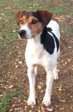 This male Jack Russell terrier mix is in kennel No. 4, ID No. 1357. Photo courtesy of Lake County Animal Care and Control. 4jackrussellterriernew