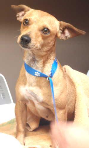 This female terrier mix is in kennel No. 4, ID No. 2598. Photo courtesy of Lake County Animal Care and Control. 4tanterrier