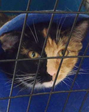 This female domestic short hair mix is in cat room kennel No. 54a, ID No. 1782. Photo courtesy of Lake County Animal Care and Control. 54ashortcalico