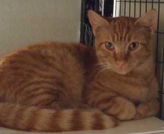 This male domestic short hair mix is in cat room kennel No. 54b, ID No. 1783. Photo courtesy of Lake County Animal Care and Control. 54byellowtabbers