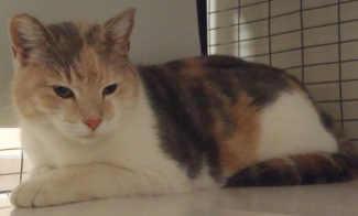 This female domestic short hair mix is in cat room kennel No. 55, ID No. 1737. Photo courtesy of Lake County Animal Care and Control. 55dshmultietab