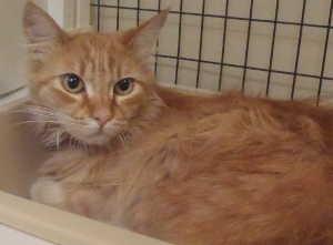 This female orange tabby is in cat room kennel No. 57, ID No. 660. Photo courtesy of Lake County Animal Care and Control. 57orangetabby
