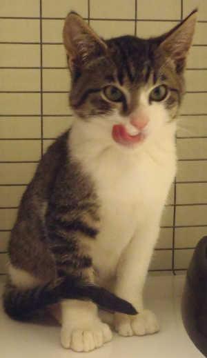 This male domestic short hair mix kitten is in cat room kennel No. 58b, ID no. 1418. Photo courtesy of Lake County Animal Care and Control. 58bgrayandwhite