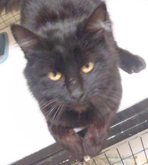 This male domestic medium hair mix is in cat room kennel No. 58, ID No. 2187. Photo courtesy of Lake County Animal Care and Control. 58blackcat