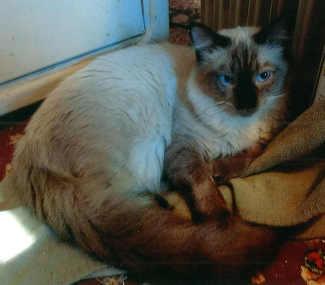 “ChowChow” is an adult male domestic longhair mix cat in cat room kennel No. 58, ID No. 1166. Photo courtesy of Lake County Animal Care and Control. 58chowchow