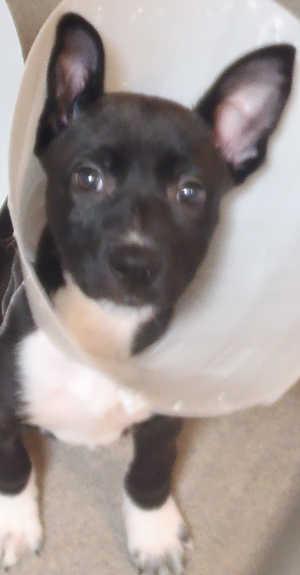 This male border collie puppy is in kennel No. 5b, ID No. 2517. Photo courtesy of Lake County Animal Care and Control. 5bblackwhitepup