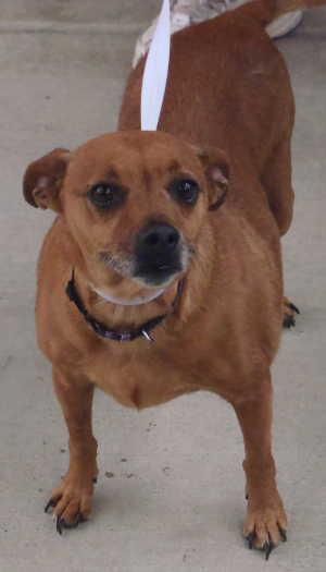 This female terrier mix is in kennel No. 5, ID No. 768. Photo courtesy of Lake County Animal Care and Control. 5femaleterrier