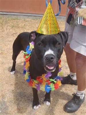 “Ocean” is a 1-year-old male pit bull terrier mix in kennel No. 5, ID No. 40488. Photo courtesy of Lake County Animal Care and Control. 5partyocean