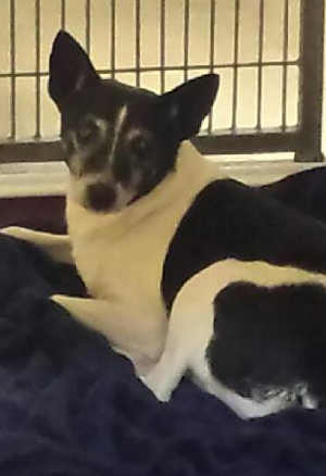 “Rascal” is a male terrier mix in kennel No. 5, ID No. 1832. Photo courtesy of Lake County Animal Care and Control. 5rascal