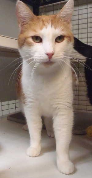 “Mommy” is a domestic short hair mix in cat room kennel No. 60b, ID No. 1765. Photo courtesy of Lake County Animal Care and Control. 60bmommy