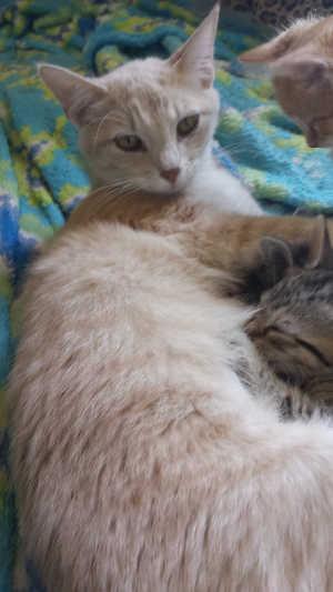 “Peaches” is a female domestic short hair mix is in cat room kennel No. 62, ID No. 2155. Photo courtesy of Lake County Animal Care and Control. 62peachestabby