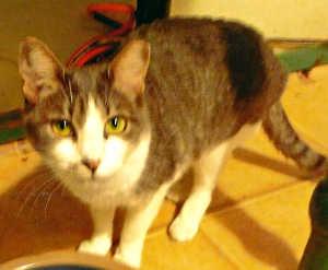 “Baby” is an adult female domestic short hair mix in cat room kennel No. 64a, ID No. 1162. Photo courtesy of Lake County Animal Care and Control. 64babythecat
