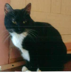 “Sugar Pie” is an adult female domestic short hair mix cat in cat room kennel No. 64b, ID No. 1163. Photo courtesy of Lake County Animal Care and Control. 64bsugarpie