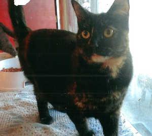 “Trisha” is a female adult domestic short hair cat in cat room kennel No. 66a, ID No. 1167. Photo courtesy of Lake County Animal Care and Control. 66atrisha