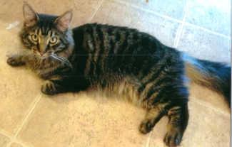 “Bella” is a female adult domestic medium hair cat in cat room kennel No. 66b, ID No. 1168. Photo courtesy of Lake County Animal Care and Control. 66bbella