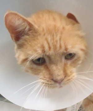 “Bob” is a 3-year-old orange tabby in cat room kennel No. 66, ID No. 625. Photo courtesy of Lake County Animal Care and Control. 66bobcone