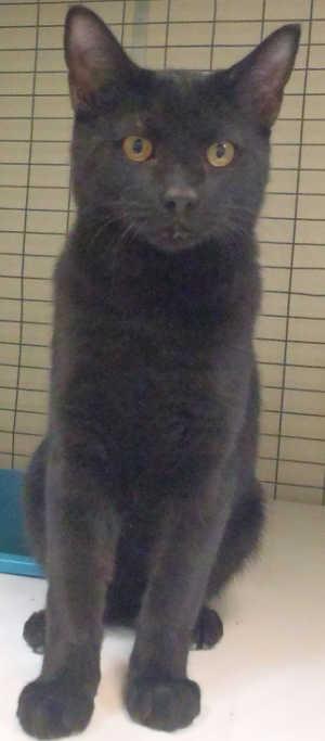 This adult male domestic short hair cat is in cat room kennel No. 67, ID No. 894. Photo courtesy of Lake County Animal Care and Control. 67blackcat