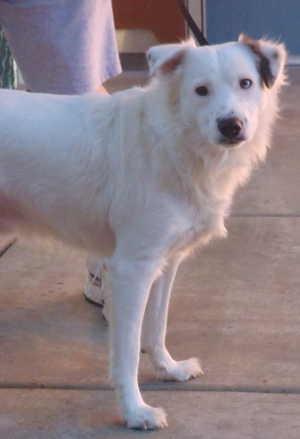 Buster is a male border collie mix in kennel No. 6a, ID No. 1110. Photo courtesy of Lake County Animal Care and Control. 6abusternew