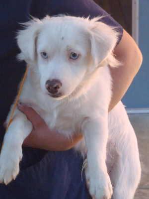 “Ghost” is a male border collie mix in kennel 6b, ID No. 1111. Photo courtesy of Lake County Animal Care and Control. 6bghost