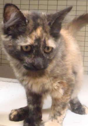 This female domestic short hair mix is in cat room kennel No. 72, ID No. 703. Photo courtesy of Lake County Animal Care and Control. 72calicocat