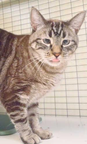 “Aloe” is a male domestic short hair mix in cat room kennel No. 79, ID No. 1747. Photo courtesy of Lake County Animal Care and Control. 79aloetab