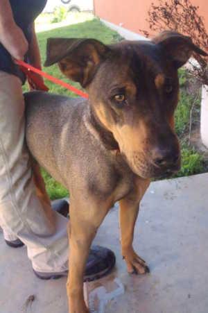 “Dunkin” is a 2-year-old Shar Pei and shepherd mix in kennel No. 7, ID No. 1823. Photo courtesy of Lake County Animal Care and Control. 7dunkin